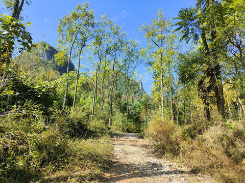 蓝天树枝