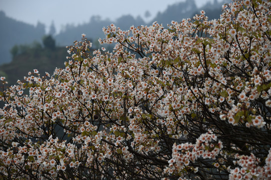 油桐花