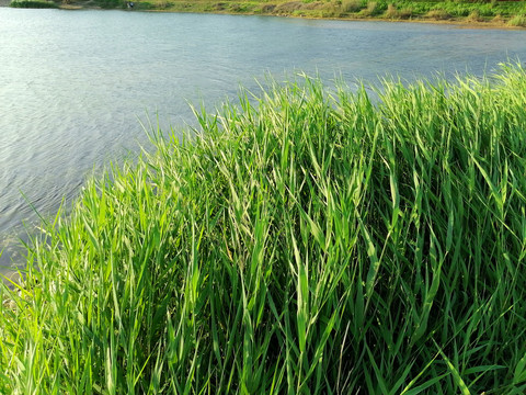 滹沱河生态区