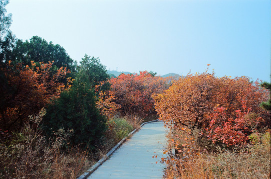北京西山森林公园秋景
