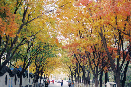 北京北宫森林公园秋景