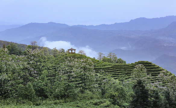 蜿蜒茶山泡桐花茶山风光