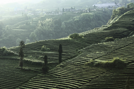 蜿蜒茶山自然景观