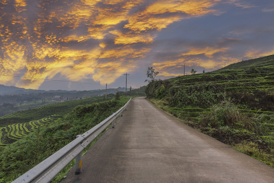 朝霞道路茶山自然风光