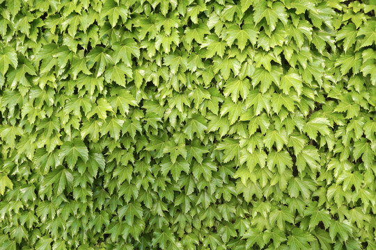 堡坎绿化藤蔓植物背景墙