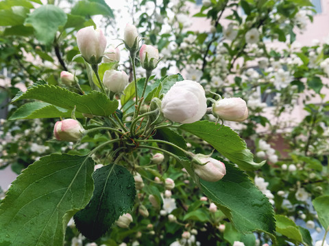 果树开花