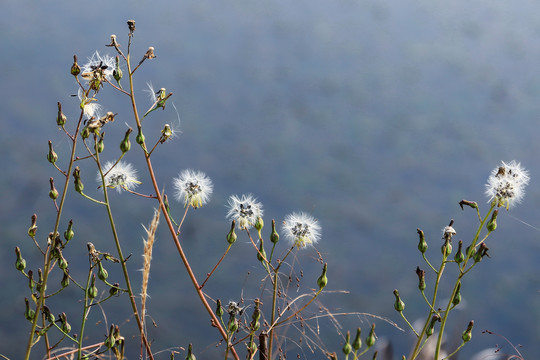 杭州余杭北湖草荡