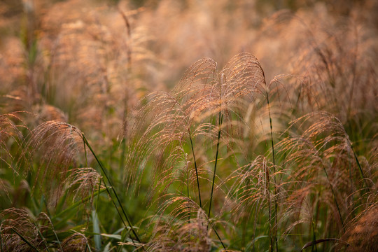 杭州余杭北湖草荡