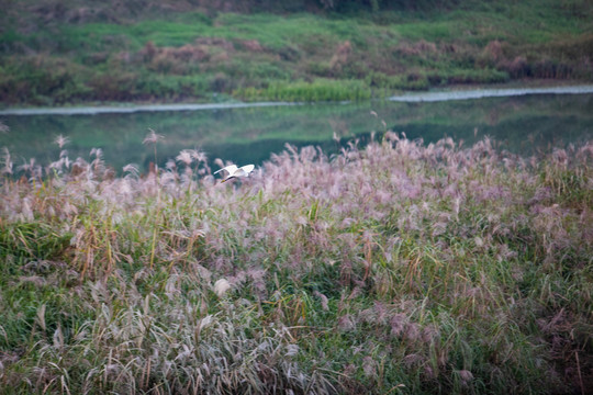 杭州余杭北湖草荡