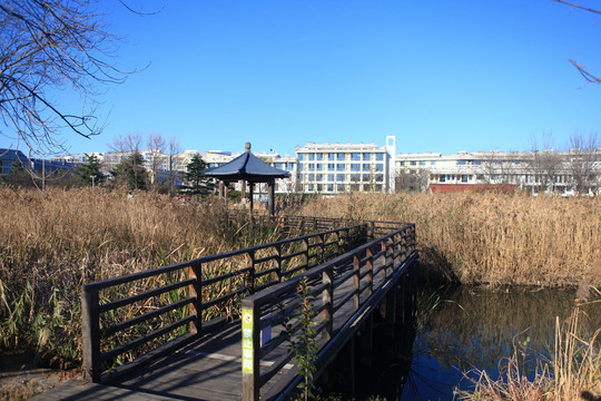 山海天湿地公园冬日风光