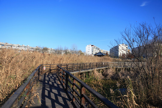 山海天湿地公园冬日风光