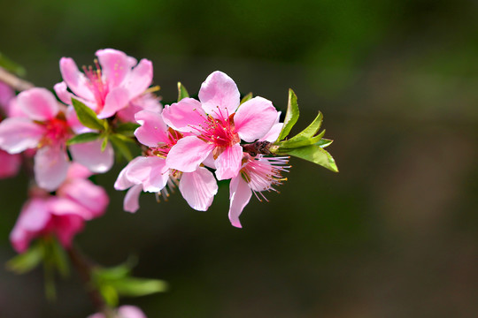 桃花