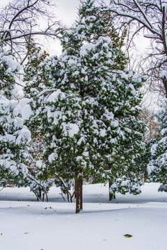 挂着雪挂的松树与雪地