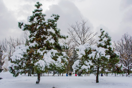 两棵挂着雪的松树与树林雪地