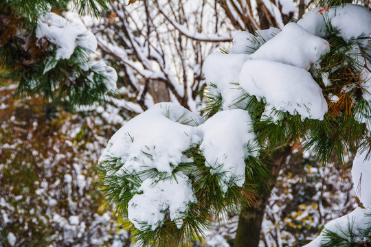 松树枝干旁的松毛雪挂特写