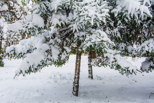 松树枝干下的松枝雪挂特写