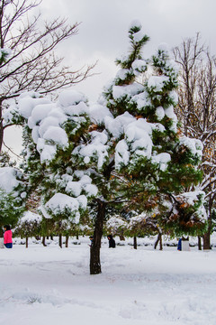 一棵挂着雪的松树与树林雪地