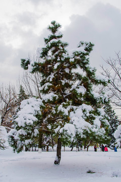 一棵挂着雪的松树与树林雪景