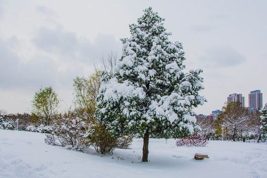 一棵挂着雪的松树与树木雪地