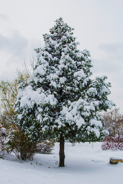 一棵挂着雪的松树与雪地