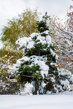 一棵挂着雪挂的松树与树丛树枝