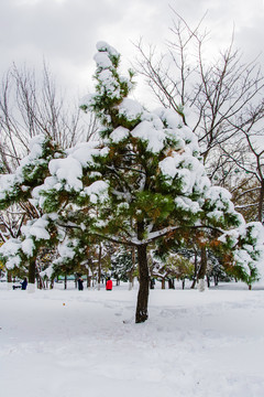 一棵挂着雪挂的松树与树林雪地