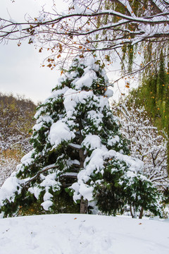 一棵挂着雪挂的松树与树枝雪地