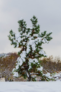 一棵仙人掌形状的松树树林雪挂