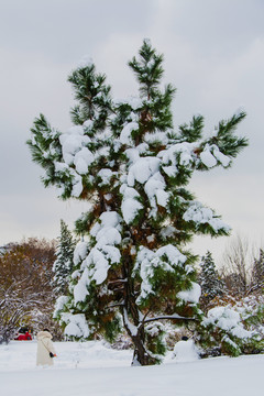 一棵仙人掌形状的松树树林雪景