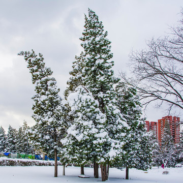 几棵挂着雪挂的松树与建筑雪地