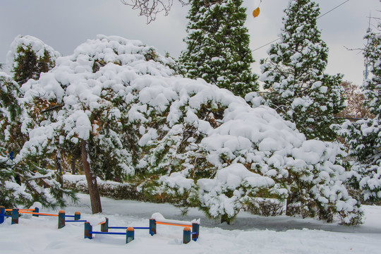 几棵挂着雪挂的松树与雪地