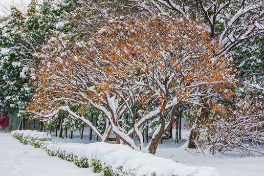 几棵树的枝干雪挂与黄树叶