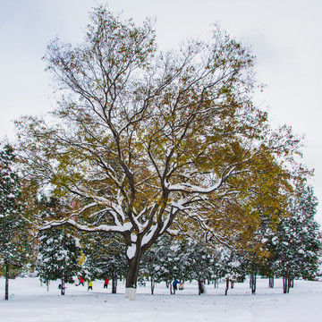 一棵树的树枝干雪挂与树叶