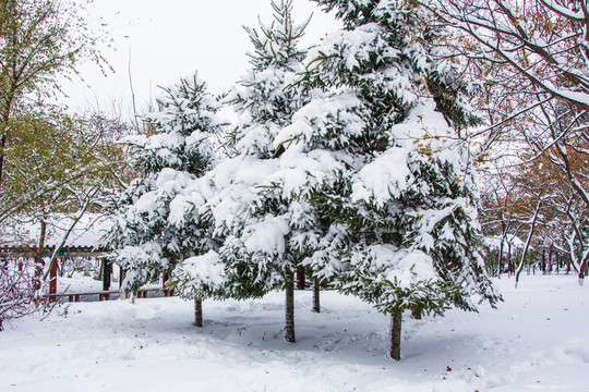 几棵松树雪挂与长廊树木雪景