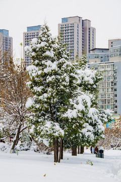 一排松树雪挂与高层建筑雪景