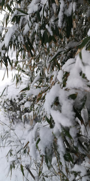 雪中竹子