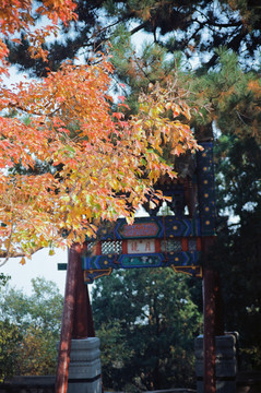 北京香山红叶