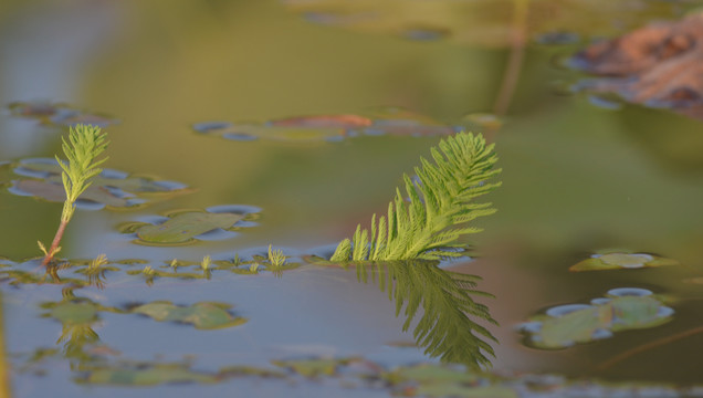 水生植物