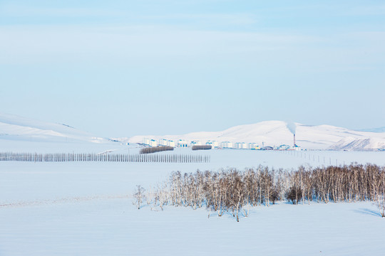 冬季雪原白桦林