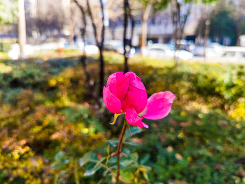 月季花特写