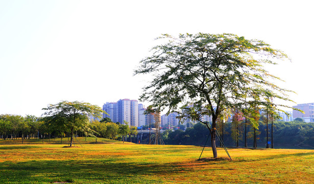 风景