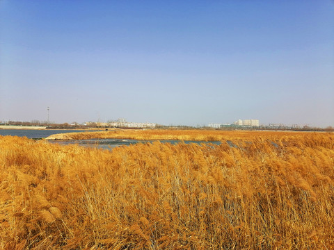 滹沱河湿地芦苇