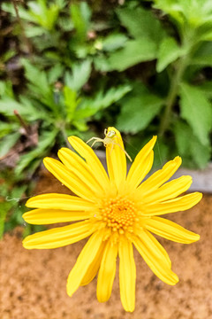 黄色菊花上的毒蜘蛛