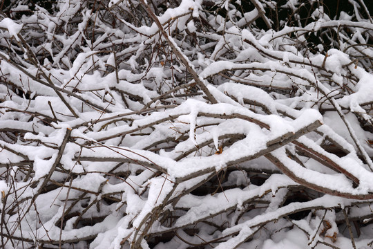 下雪啦