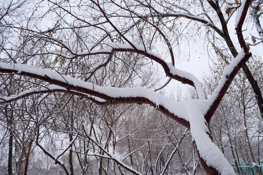 下雪啦