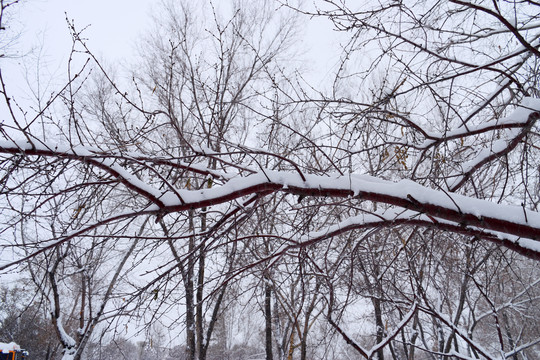 下雪啦