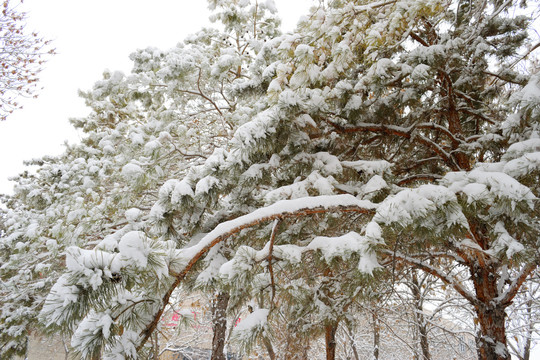 雪景