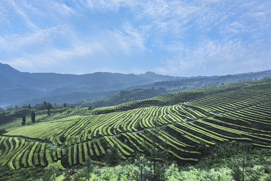 宜宾珙县鹿鸣茶场自然风光