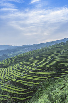 蓝天白云蜿蜒茶山