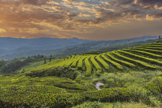 宜宾珙县鹿鸣茶山茶山风光